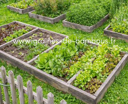 Rotation des cultures au potager graines de bambous fr www graines de bambous fr