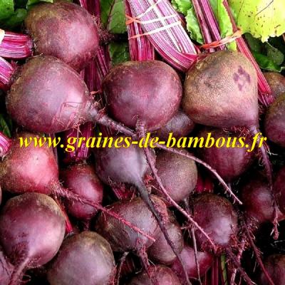 Rouge de detroit graines de betterave ronde