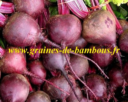 Rouge de detroit graines de betterave ronde