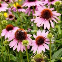 Rudbeckia echinacea 1