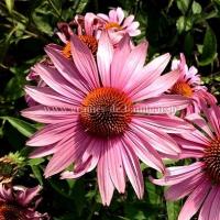 Rudbeckia pourpre echinacea purpurea