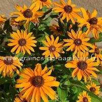 Rudbekia nain graines de bambous fr