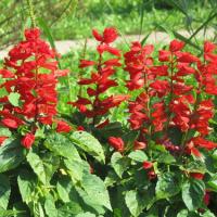 Sage scarlet salvia coccinea