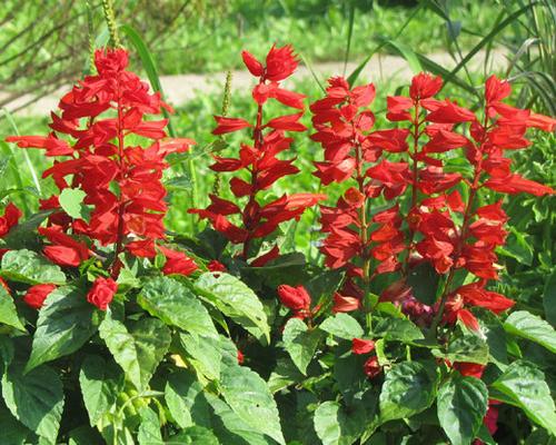 Sage scarlet salvia coccinea