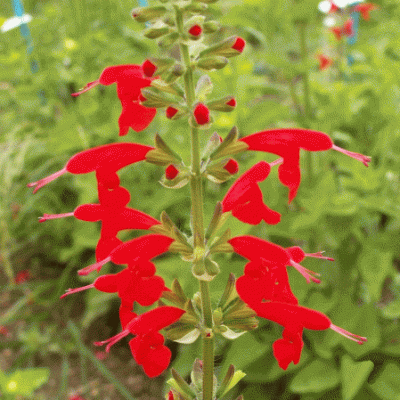 Salvia coccinea sage scarlet