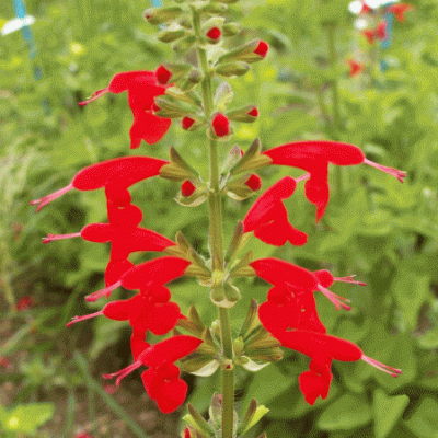 Oeillet des Fleuristes Striped mix Graines de Bambous