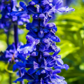 Salvia farinacea graines de bambous