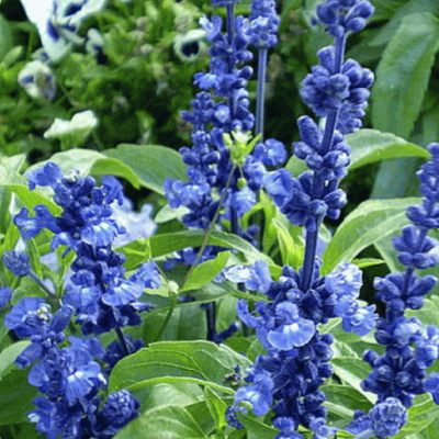 Salvia farinacea graines de bambous