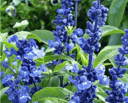 Salvia farinacea graines de bambous2