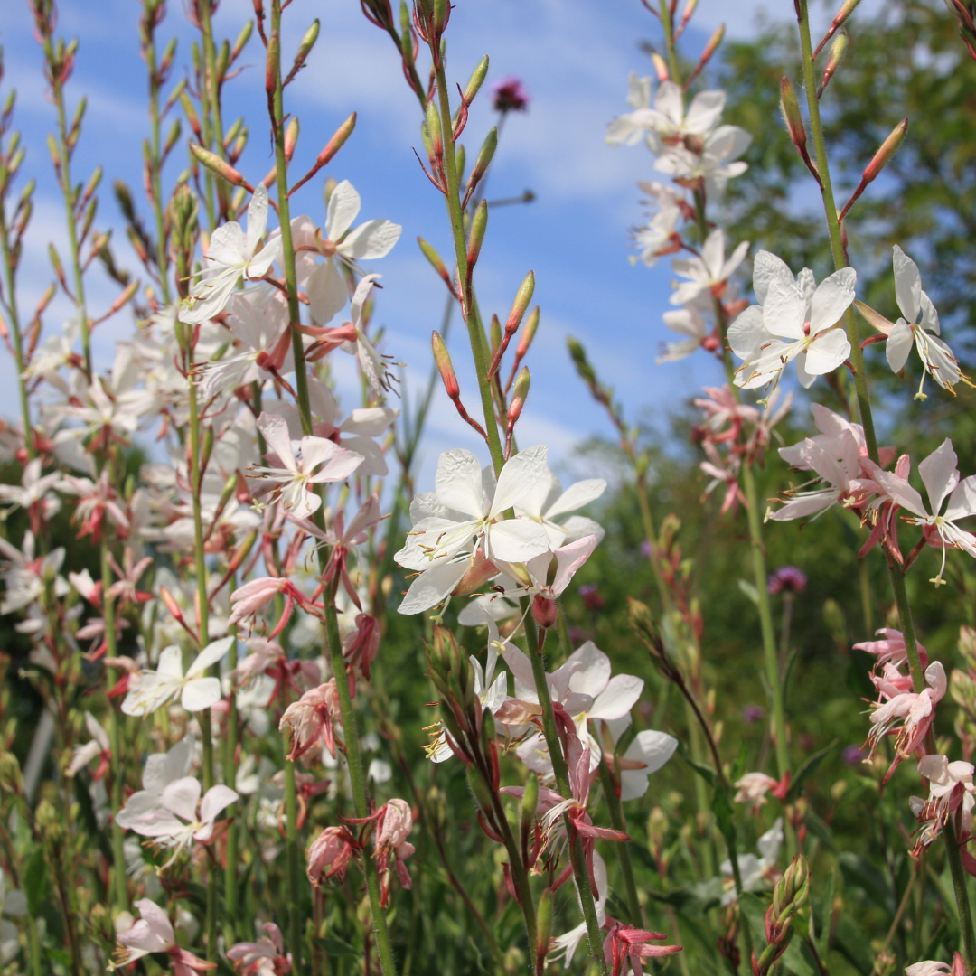 Gaura blanc Graines de Bambous