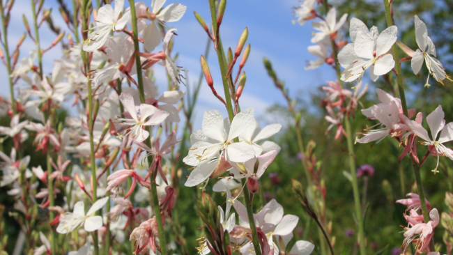 Graines de Fleurs Vivaces