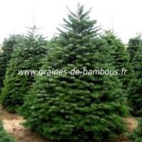 Sapin nordmann graines de bambous fr