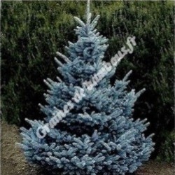 Sapin