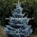 Sapin bleu du Colorado réf.501