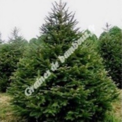 Sapin