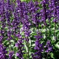 Sauge officinale en fleurs graines de bambous fr