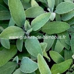 Sauge officinale salvia officinalis www graines de bambous fr