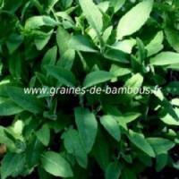 Sauge officinale www graines de bambous fr 2 