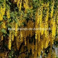 savonnier-koelreuteria-paniculata-www-graines-de-bambous-fr-1.jpg