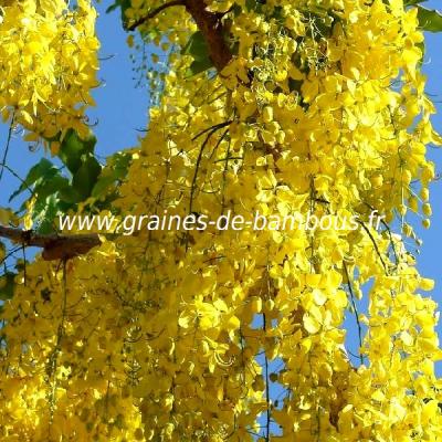 savonnier-koelreuteria-paniculata-www-graines-de-bambous-fr-2.jpg
