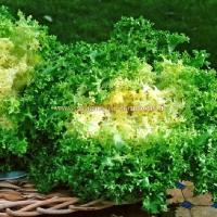 Scarole frisee grosse pancaliere sur graines de bambous fr