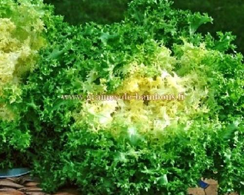 Scarole frisee grosse pancaliere sur graines de bambous fr
