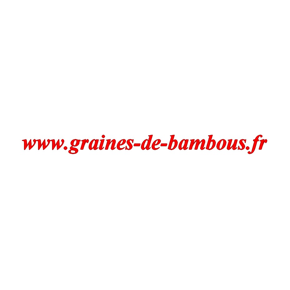 Scarole grosse bouclee graines de bambous fr