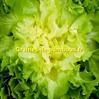 Scarole grosse bouclee sur notre site graines de bambous fr