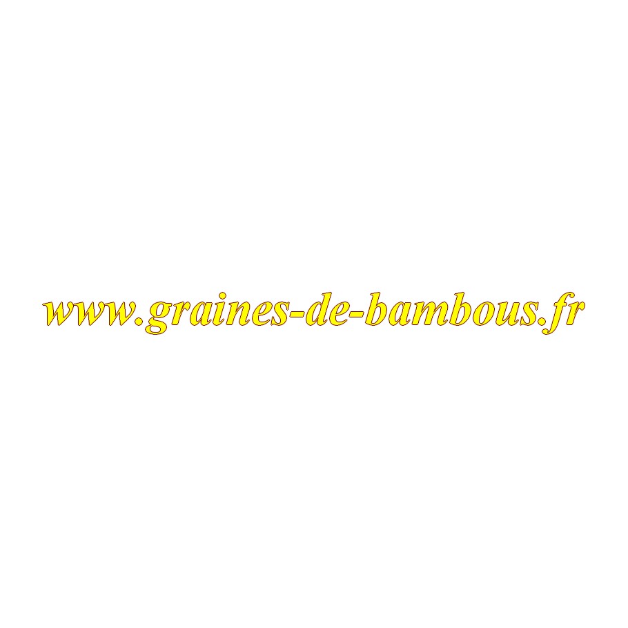 Scarole maraichere graines de bambous fr