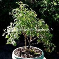 Schinus molle faux poivrier bonsai