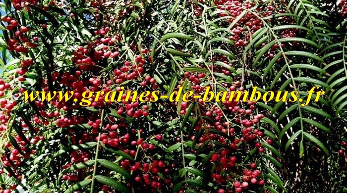 Schinus molle schinus areira faux poivrier graines de bambous fr seeds samen plant