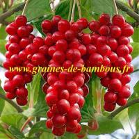 schisandra-chinensis-baies-5-saveurs-graines-de-bambous-fr.jpg