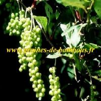 schisandra-chinensis-baies-aux-5-saveurs-www-graines-de-bambous-fr.jpg