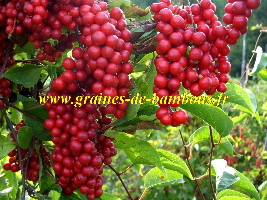 Schisandra chinensis graines baie aux cinq saveurs