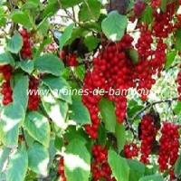 schisandra-chinensis-www-graines-de-bambous-fr-1.jpg