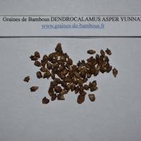 Seeds dendrocalamus asper yunnan graines de bambous fr