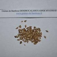 Seeds dendrocalamus myanmar graines de bambous fr