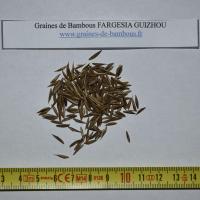 Seeds fargesia guizhou graines de bambous fr