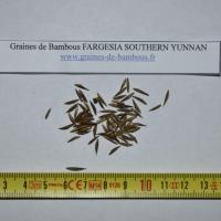 Seeds fargesia southern yunnan graines de bambous fr