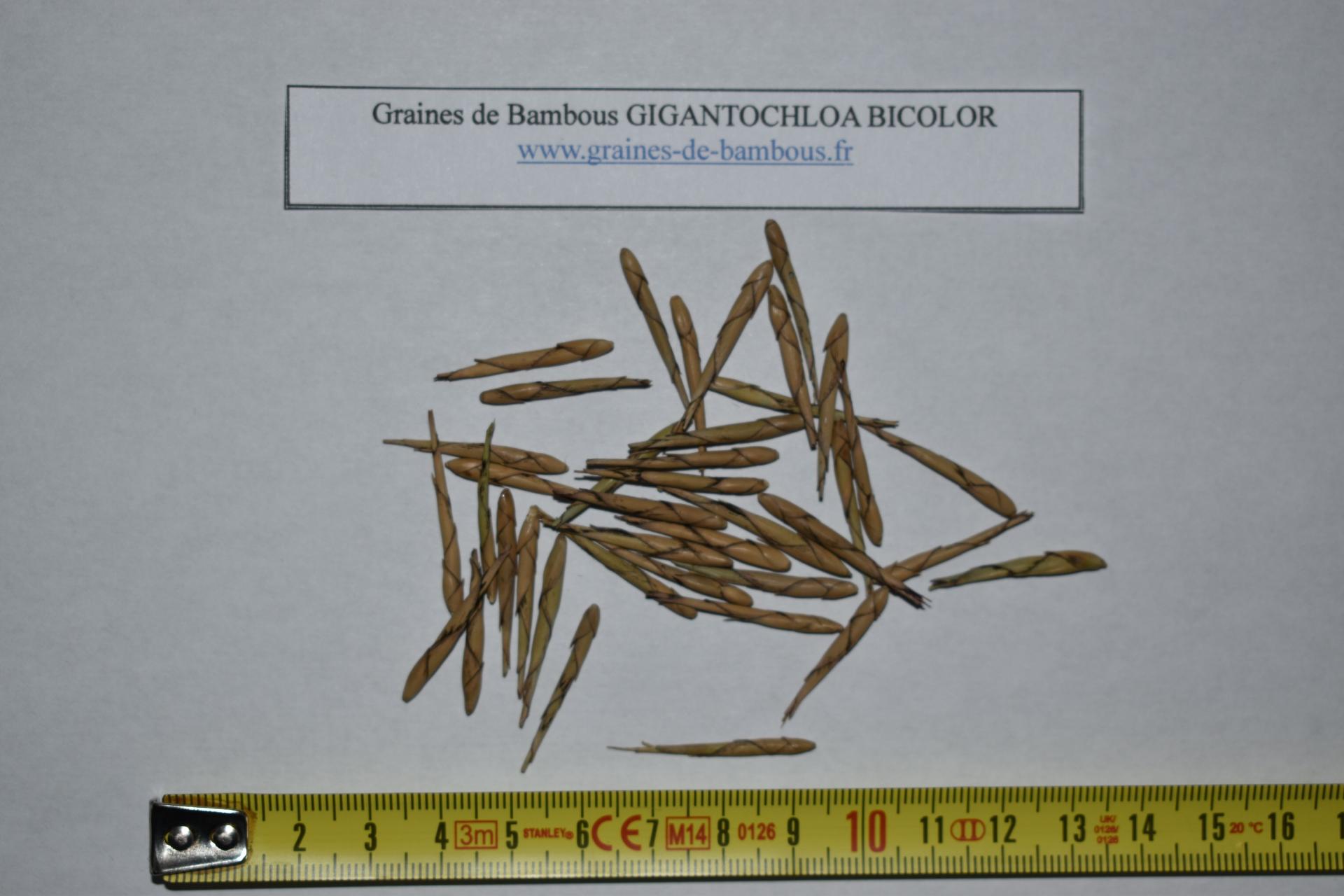 Seeds gigantochloa bicolor graines de bambous fr