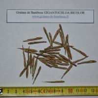 Seeds gigantochloa bicolor graines de bambous fr