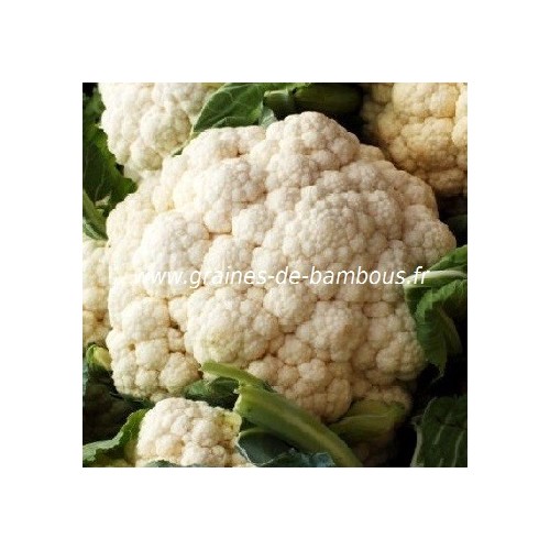 Semences de chou fleur boule de neige