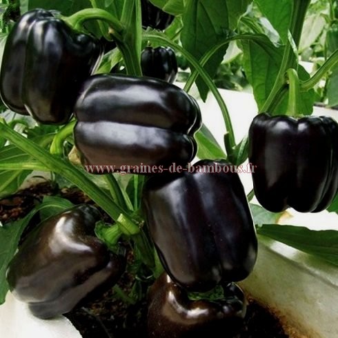 Semences de poivron noir