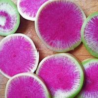 Semences de radis watermelon
