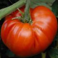Tomate géante d'Orenbourg réf.786