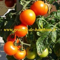 Semences de tomate figiel cerise orange