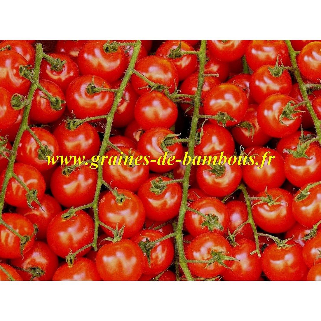 Semences de tomate gardener s delight delice du jardinier