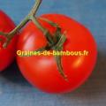 Semences de tomate krakus graines de bambous fr