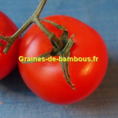 Graine Arbre à Tomate - Tamarillos - Le Comptoir des Graines