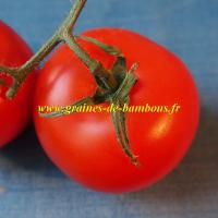 Semences de tomate krakus